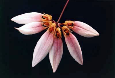 <i>Bulbophyllum lepidum</i> zattera
